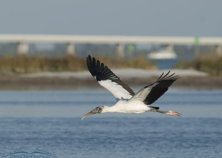Wood Stork in flight past a bridge