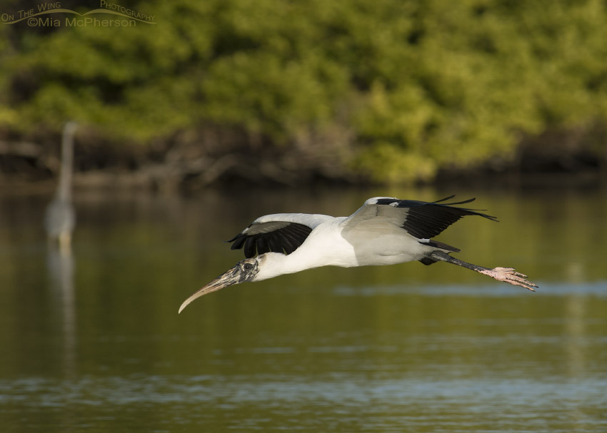 Wood Stork flight