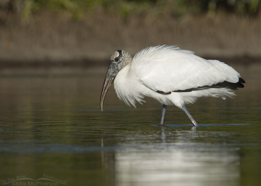 Wood Stork wading in a lagoon