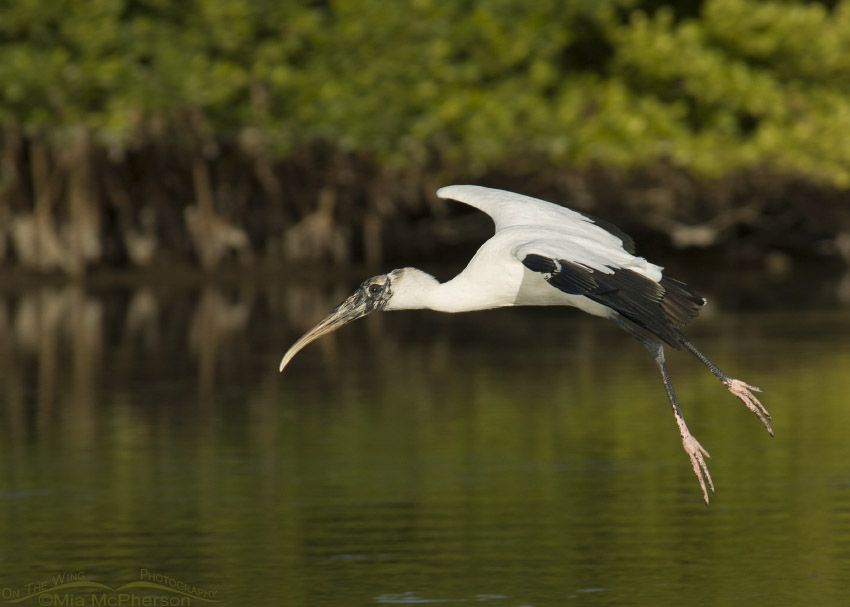 Wood Stork flying over a lagoon