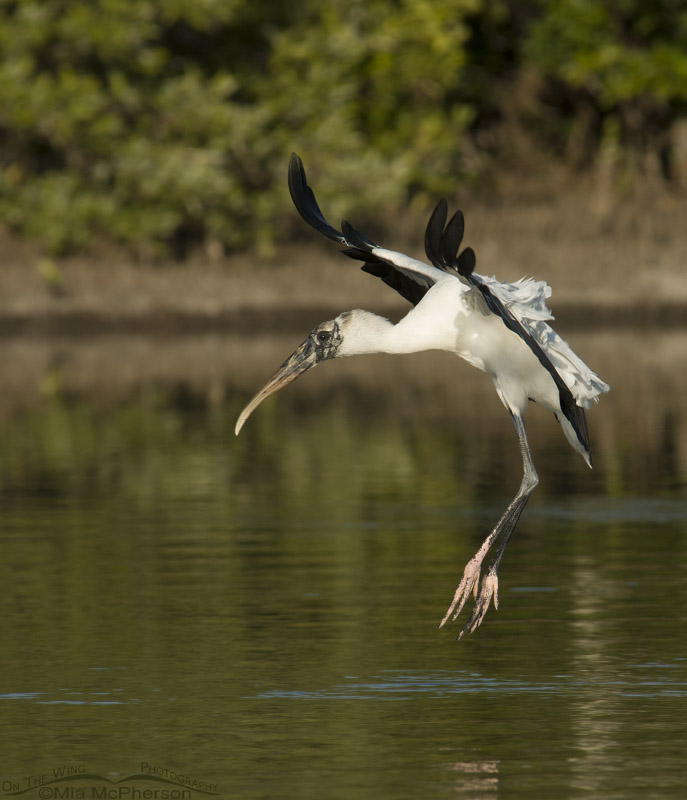 Landing Wood Stork