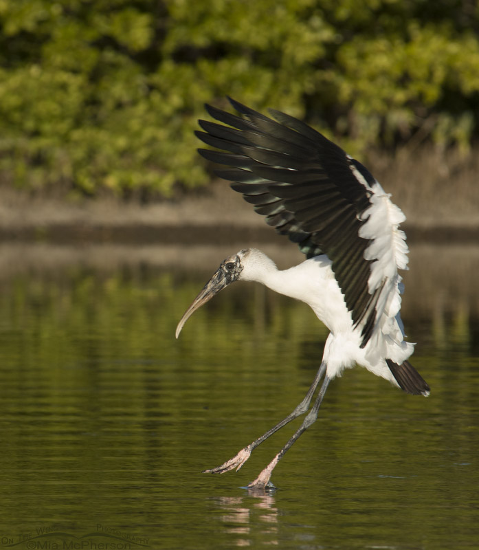 Wood Stork landing in a lagoon
