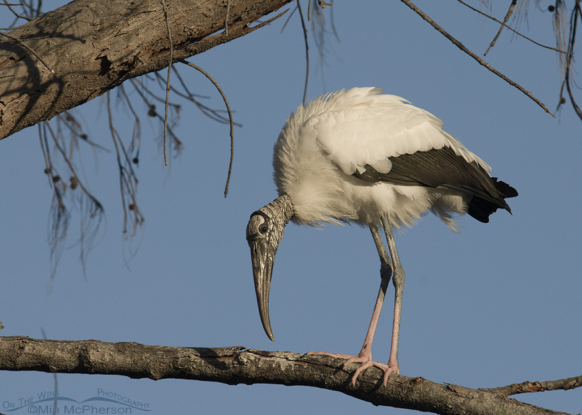 Wood Stork at sunset in a tree