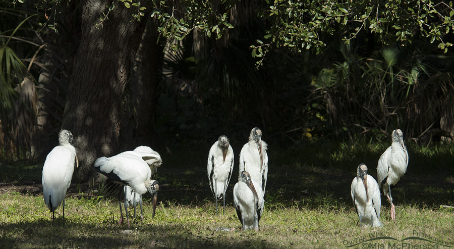 Flock of Wood Storks
