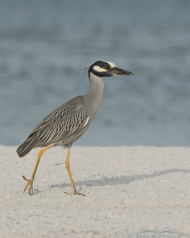 Yellow-crowned taking a stroll on the beach
