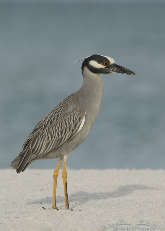 Adult Yellow-crowned Night Heron side view