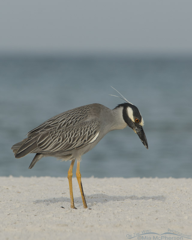 Yellow-crowned Night Heron about to expel a pellet