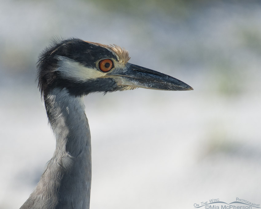 Portrait of an adult Yellow-crowned Night Heron