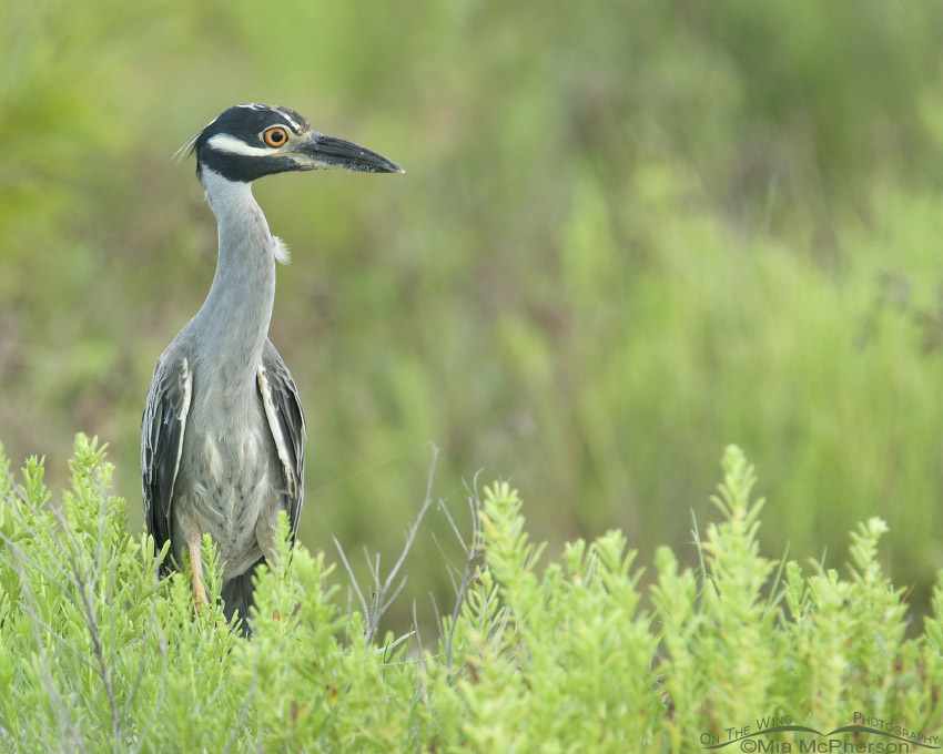 Yellow-crowned Night Heron right after a rain