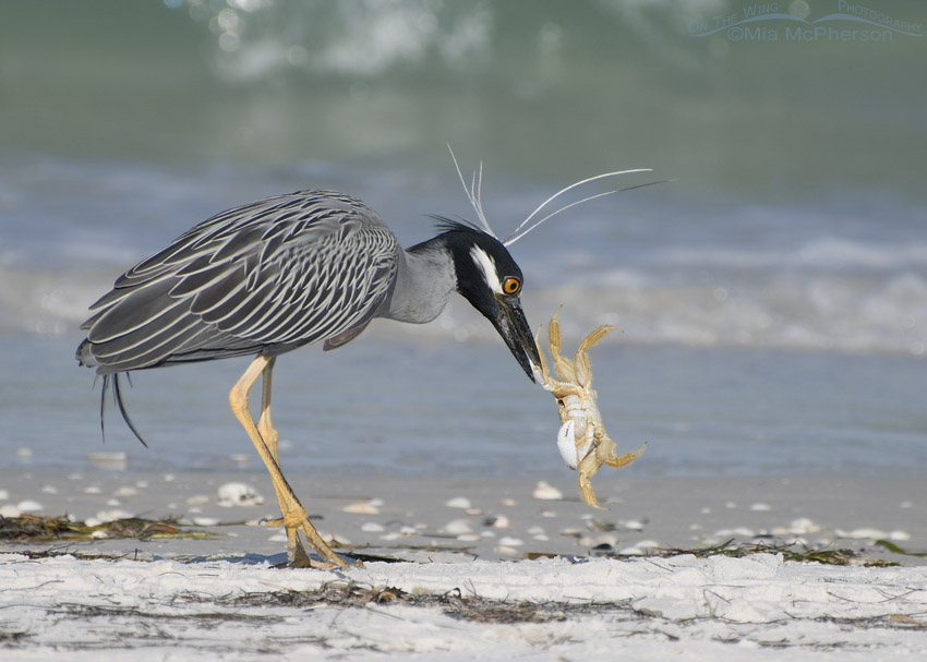 Yellow-crowned Night Heron with Ghost Crab