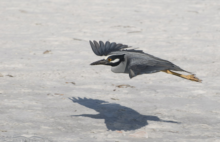 Yellow-crowned Night Heron in flight over a beach