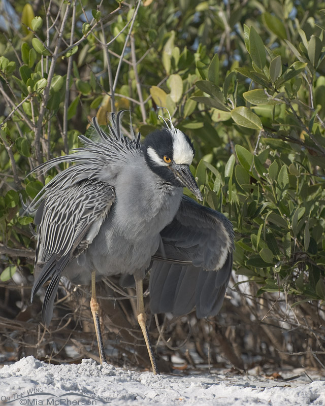 Yellow-crowned Night Heron shaking its feathers