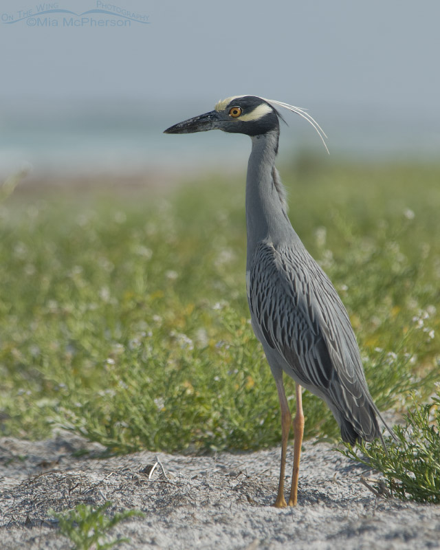 Yellow-crowned Night Heron with flowers in background