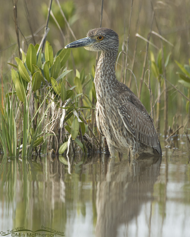 Juvenile Yellow-crowned Night Heron at the edge of a spartina marsh