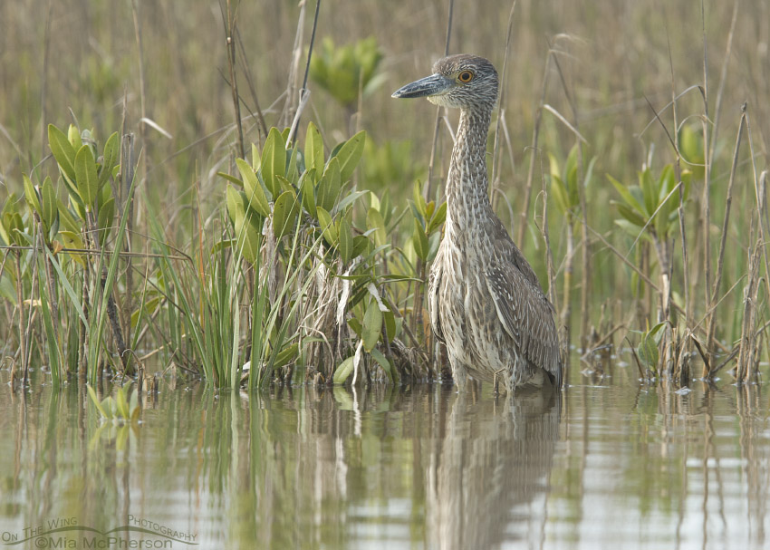 Young Yellow-crowned Night Heron in the spartina