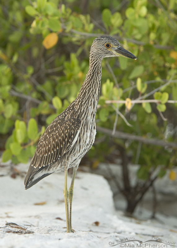 Young Yellow-crowned Night Heron in the mangroves