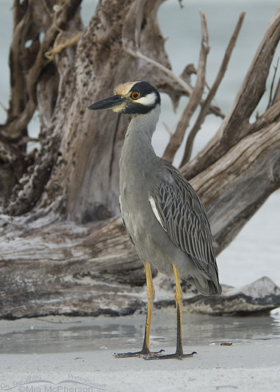 Yellow-crowned Night Heron with driftwood