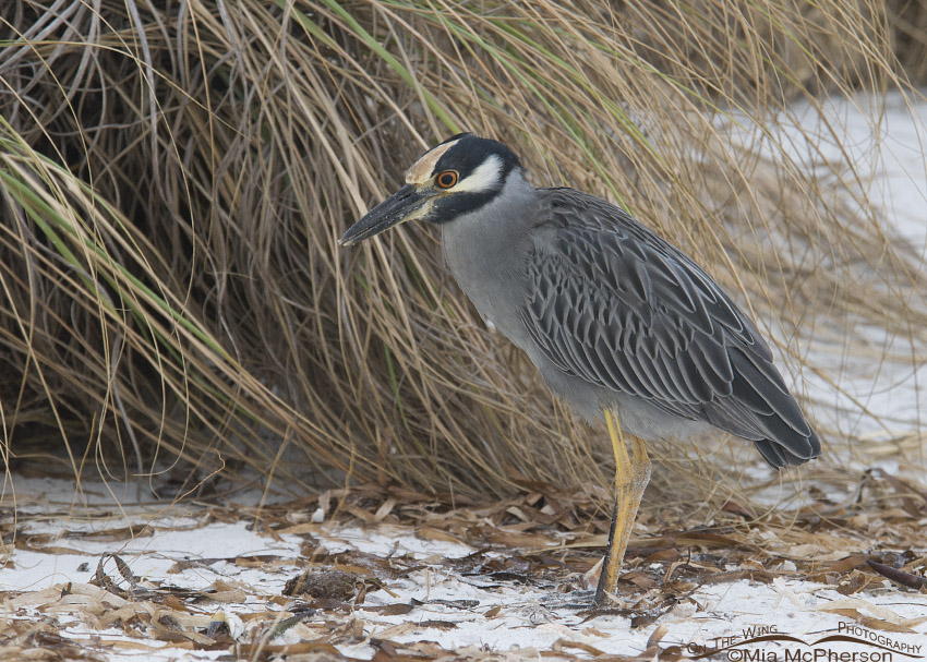 Yellow-crowned Night Heron in front of sand dune and sea oats