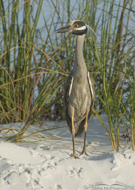 Yellow-crowned Night Heron on a sand dune