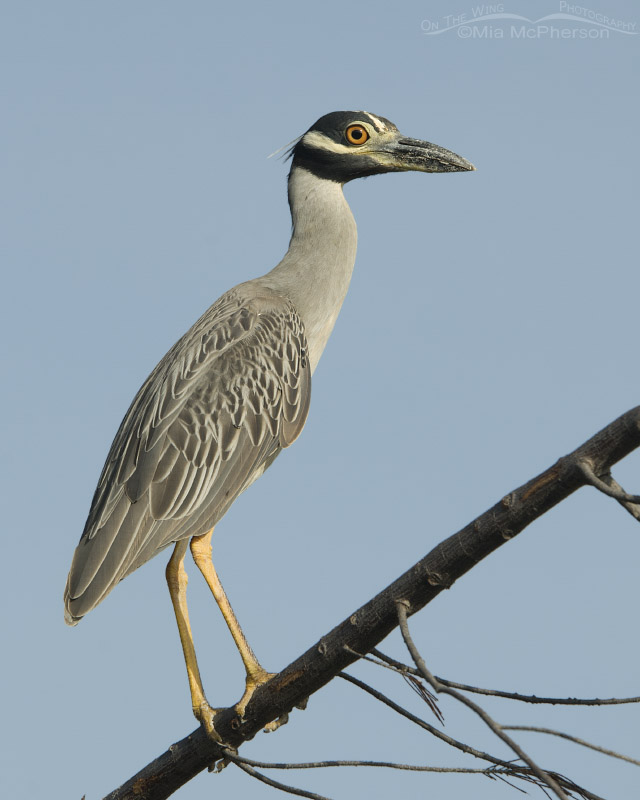 Yellow-crowned Night Heron on a downed tree