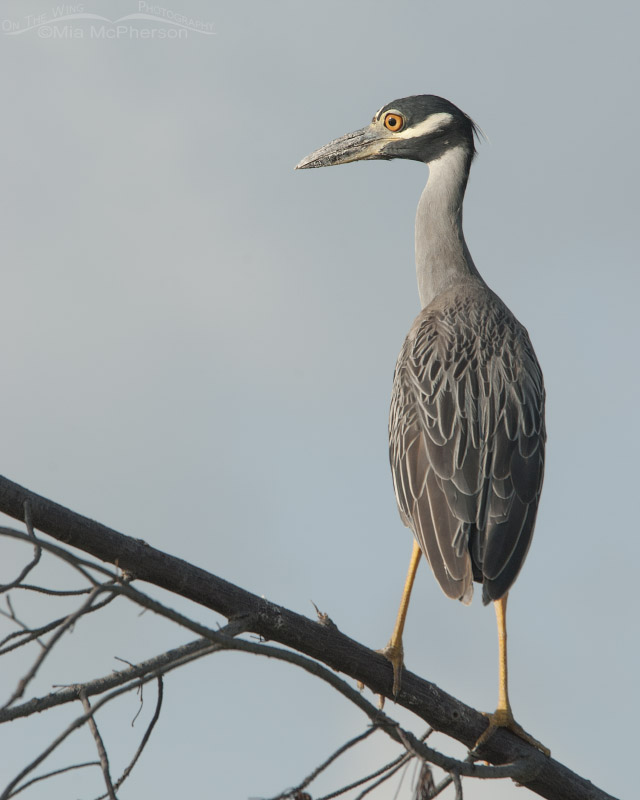 Yellow-crowned Night Heron in a tree