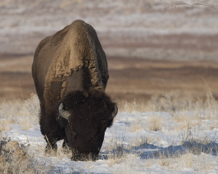 Bison bull grazing on a crisp January morning