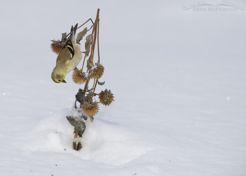 Upside down American Goldfinch in winter