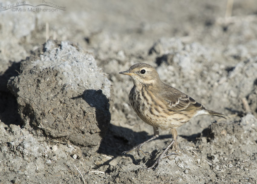 American Pipit and its shadow