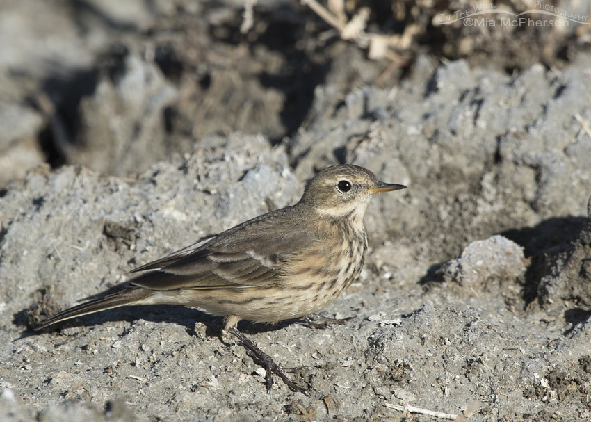 American Pipit on fall migration