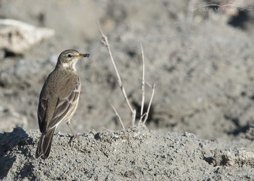 American Pipit with prey in its bill