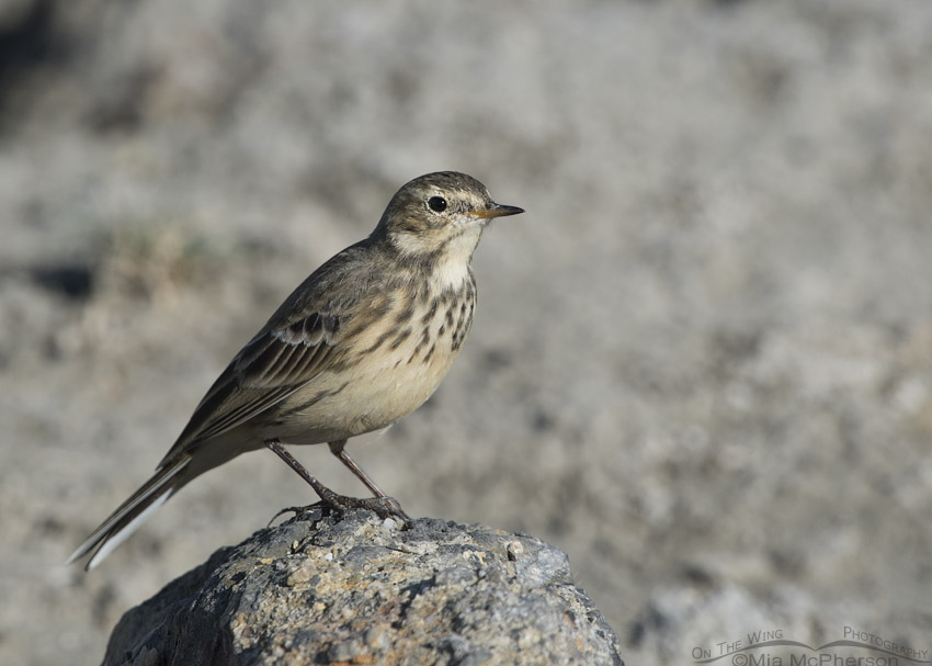 American Pipit in nonbreeding plumage