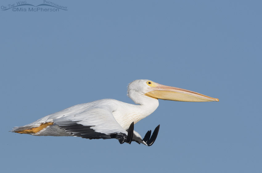 American White Pelican in flight over Farmington Bay WMA