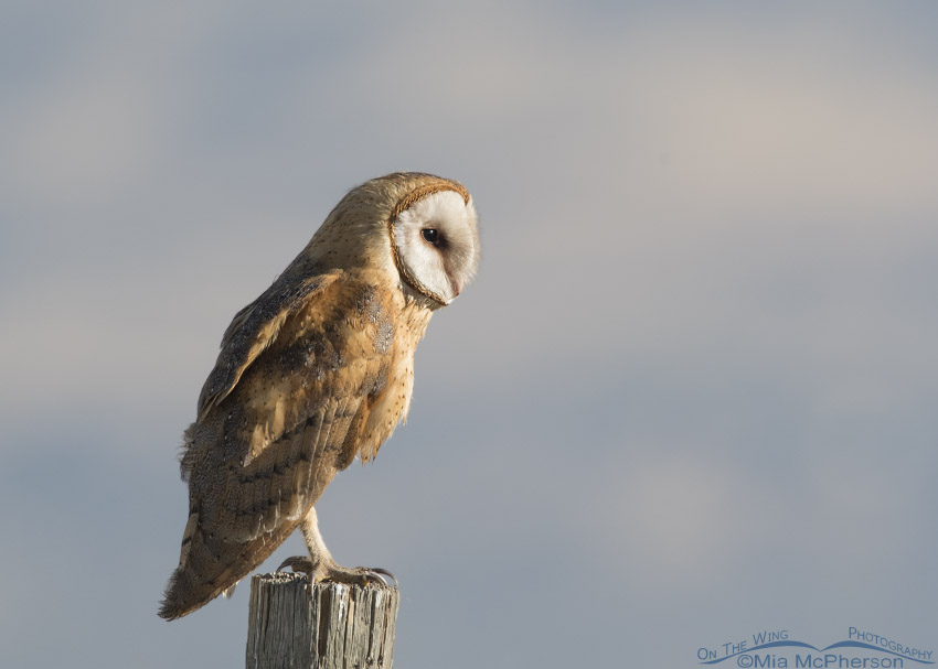 Barn Owl in front of the Wasatch Range