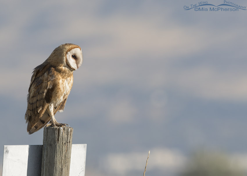 Barn Owl on a sign post at Farmington Bay WMA