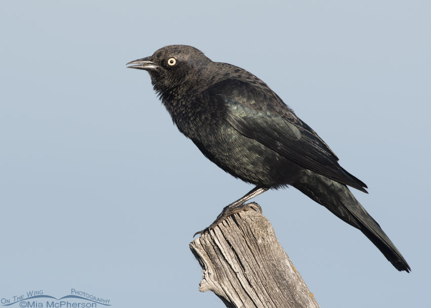 Male Brewer's Blackbird calling from a fence post