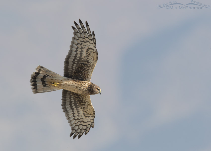 Northern Harrier flying over a Barn Owl
