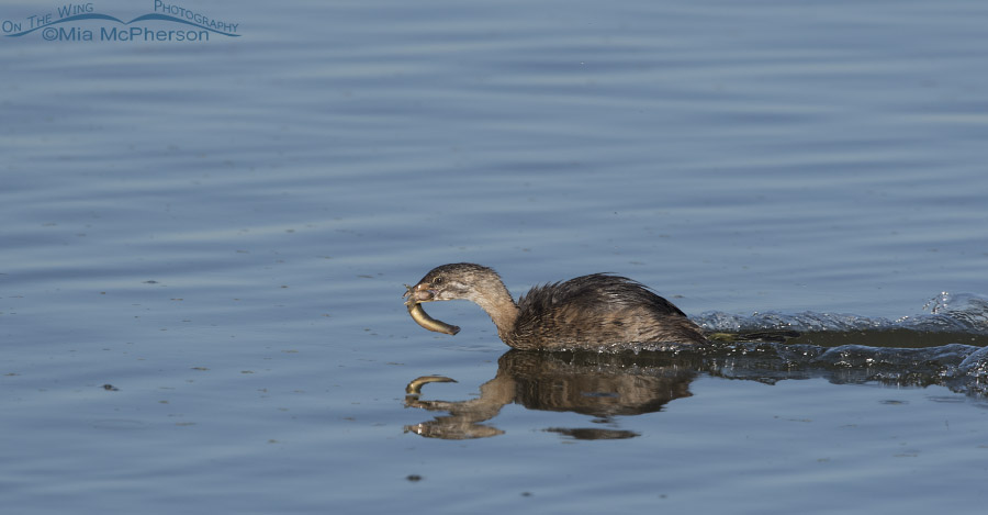 Immature Pied-billed Grebe scooting across the water with prey