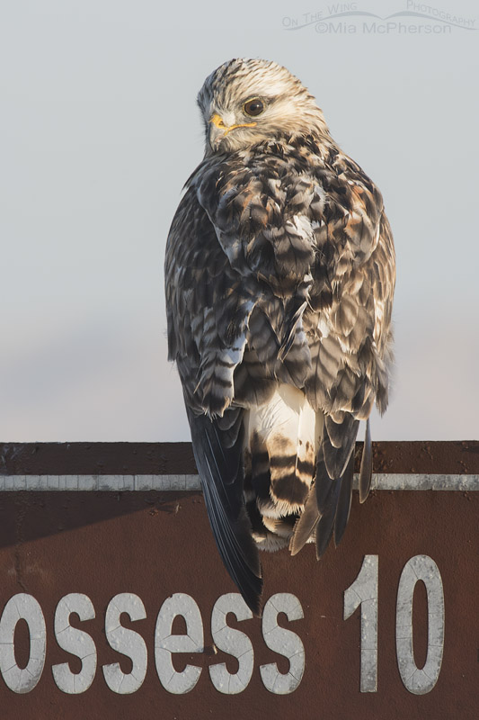 Rough-legged Hawk on a sign at Bear River MBR