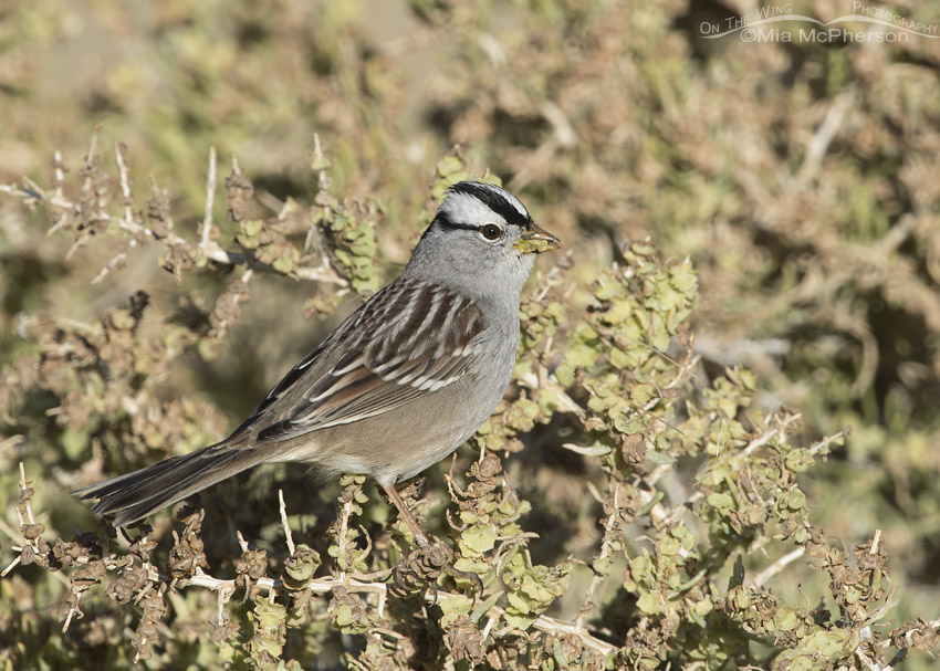 Adult White-crowned Sparrow feeding on seeds