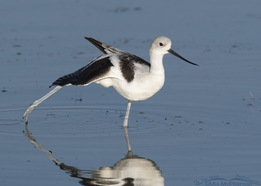 Stretching American Avocet in non-breeding plumage