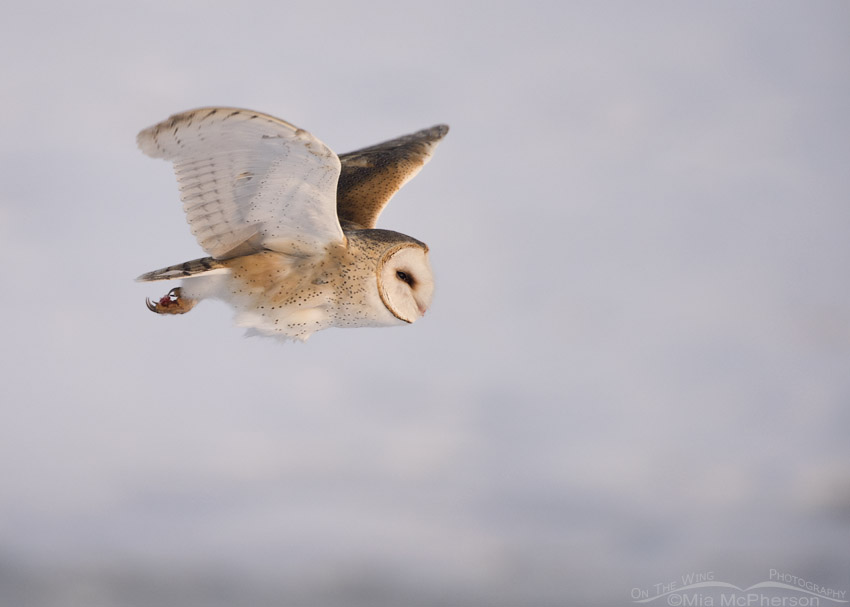 Barn Owl in flight near the snow covered Great Salt Lake