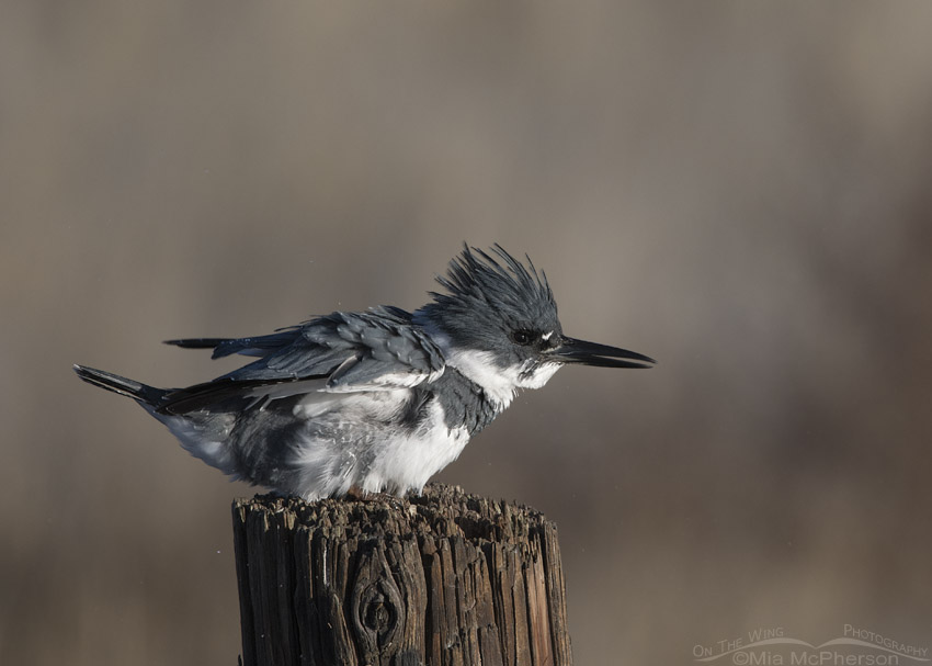 Belted Kingfisher male shaking his feathers