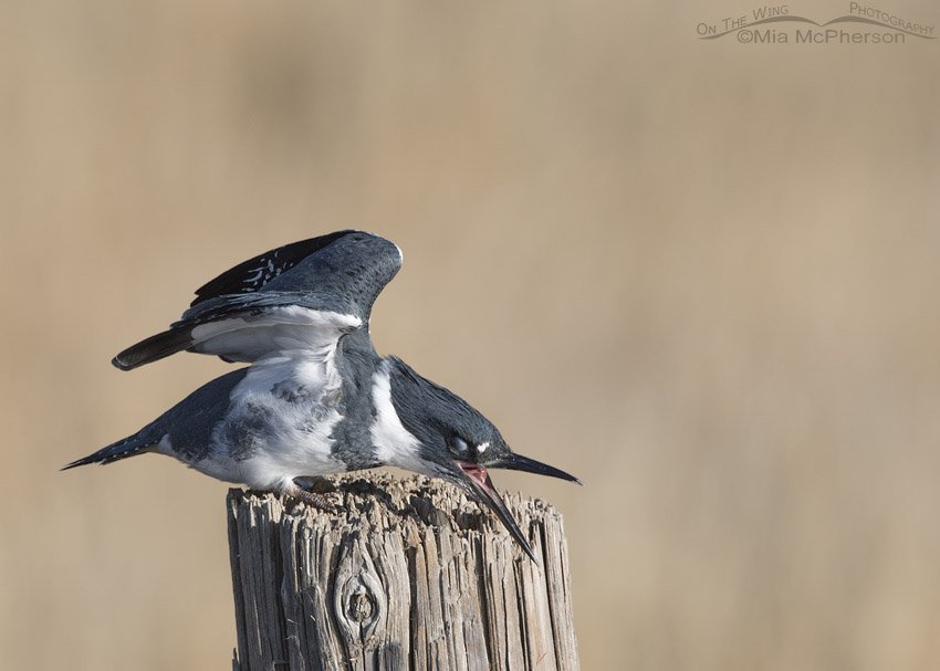 Belted Kingfisher with exposed nictitating membrane