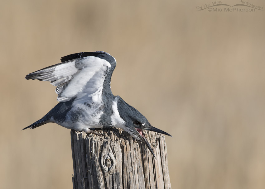 Male Belted Kingfisher wing lift with open bill