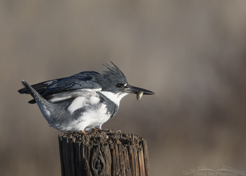 Male Belted Kingfisher with tiny fish