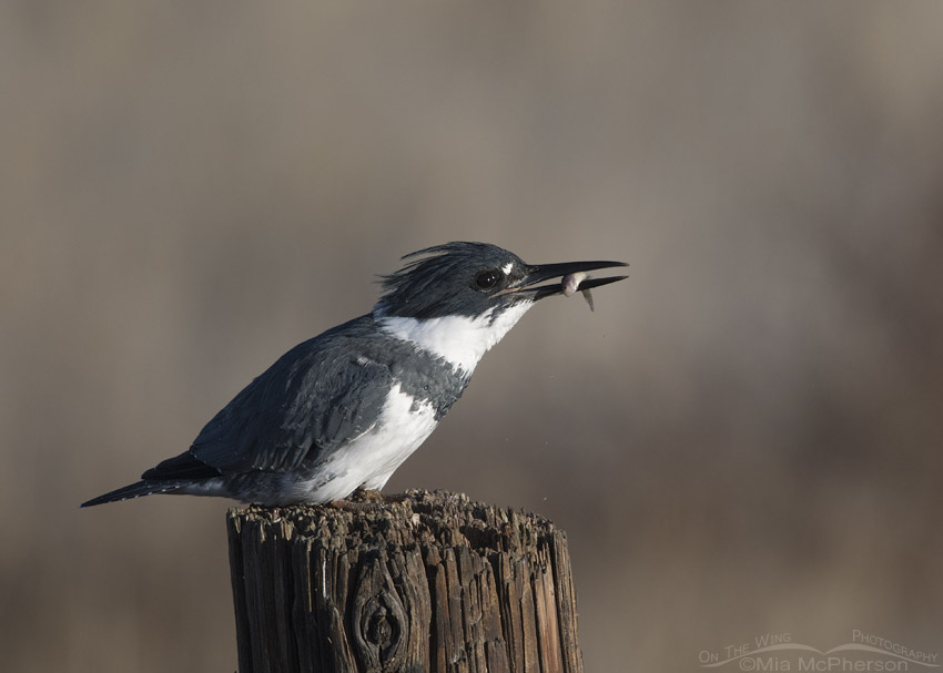 Belted Kingfisher male with a fish in his bill