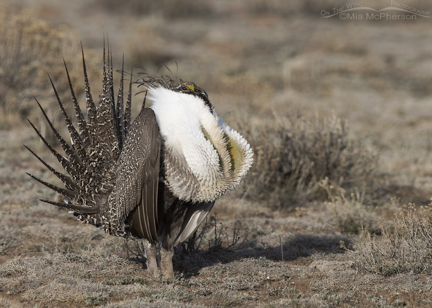Greater Sage-Grouse male displaying on the sagebrush steppe lek