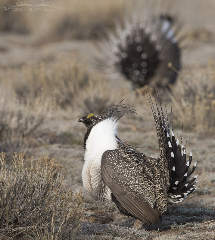 Greater Sage-Grouse Images