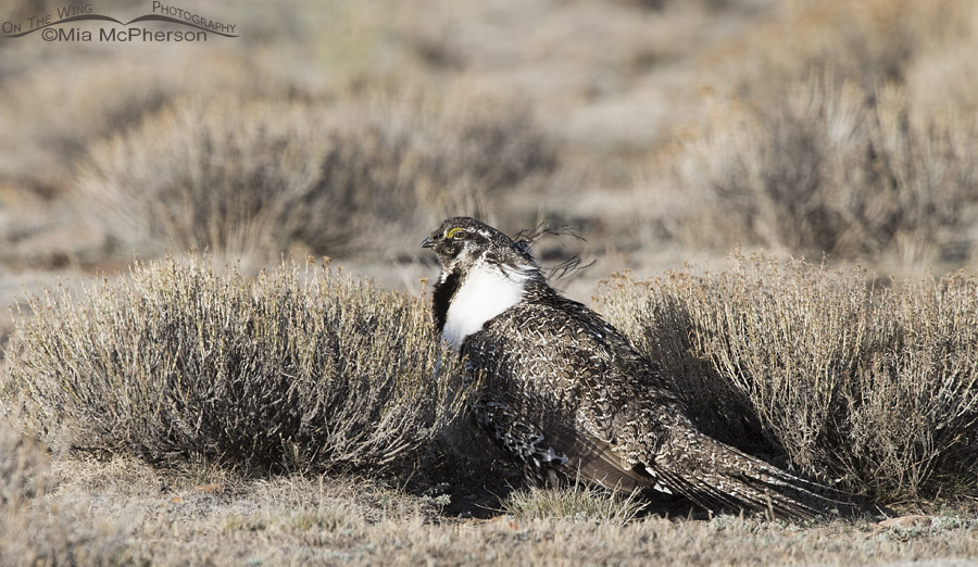 Greater Sage-Grouse male resting on the lek