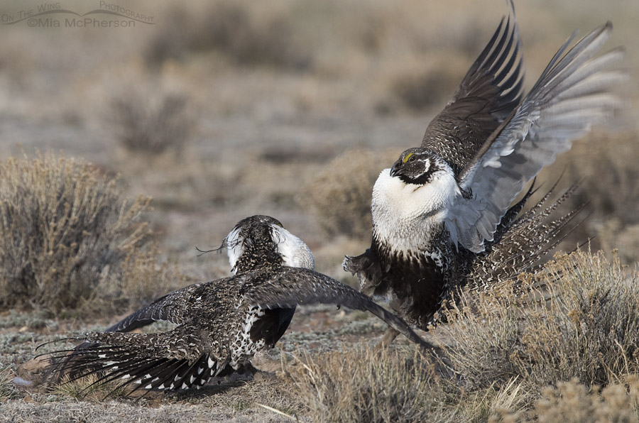 Greater Sage-grouse males sparring at dawn on the lek